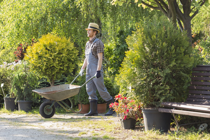 Man pushing wheelbarrow at garden