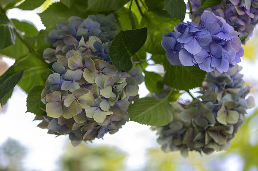 flowers-4250563_1920