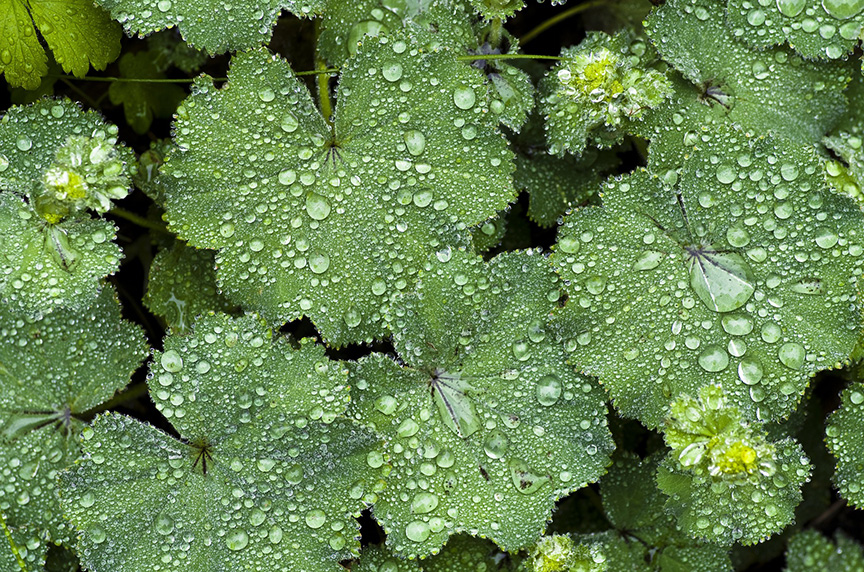 perennial-plant-1412816_1920