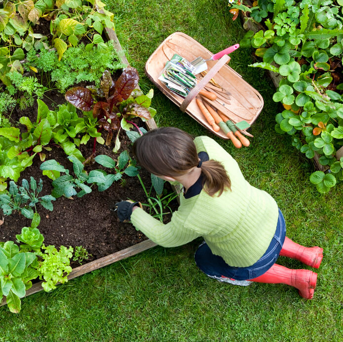 OSC Seeds – Vegetable