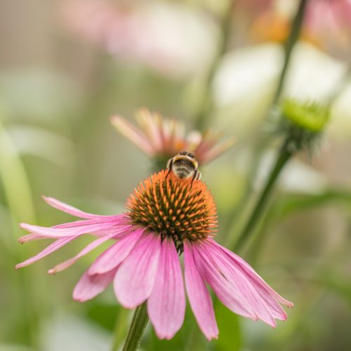 Perennials