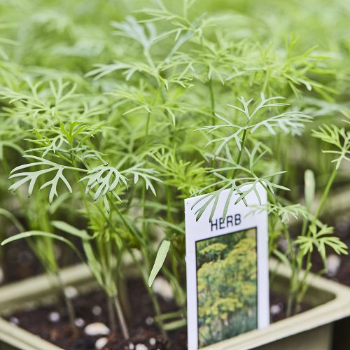 Potted Herbs