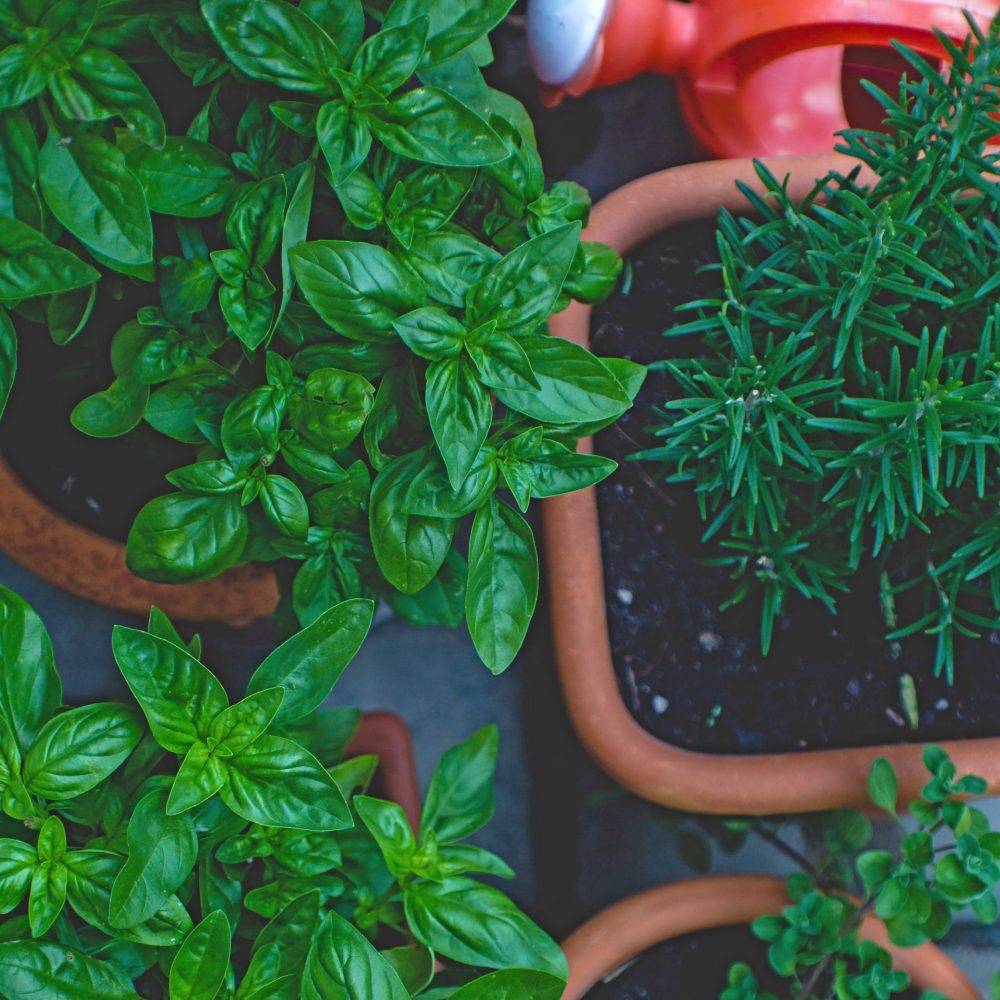 OSC Seeds – Herb