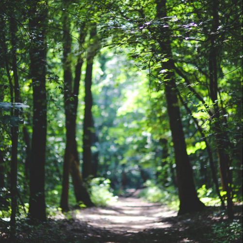 Trees
