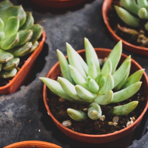 Houseplants