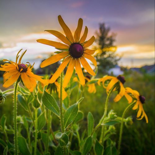 Native Plants