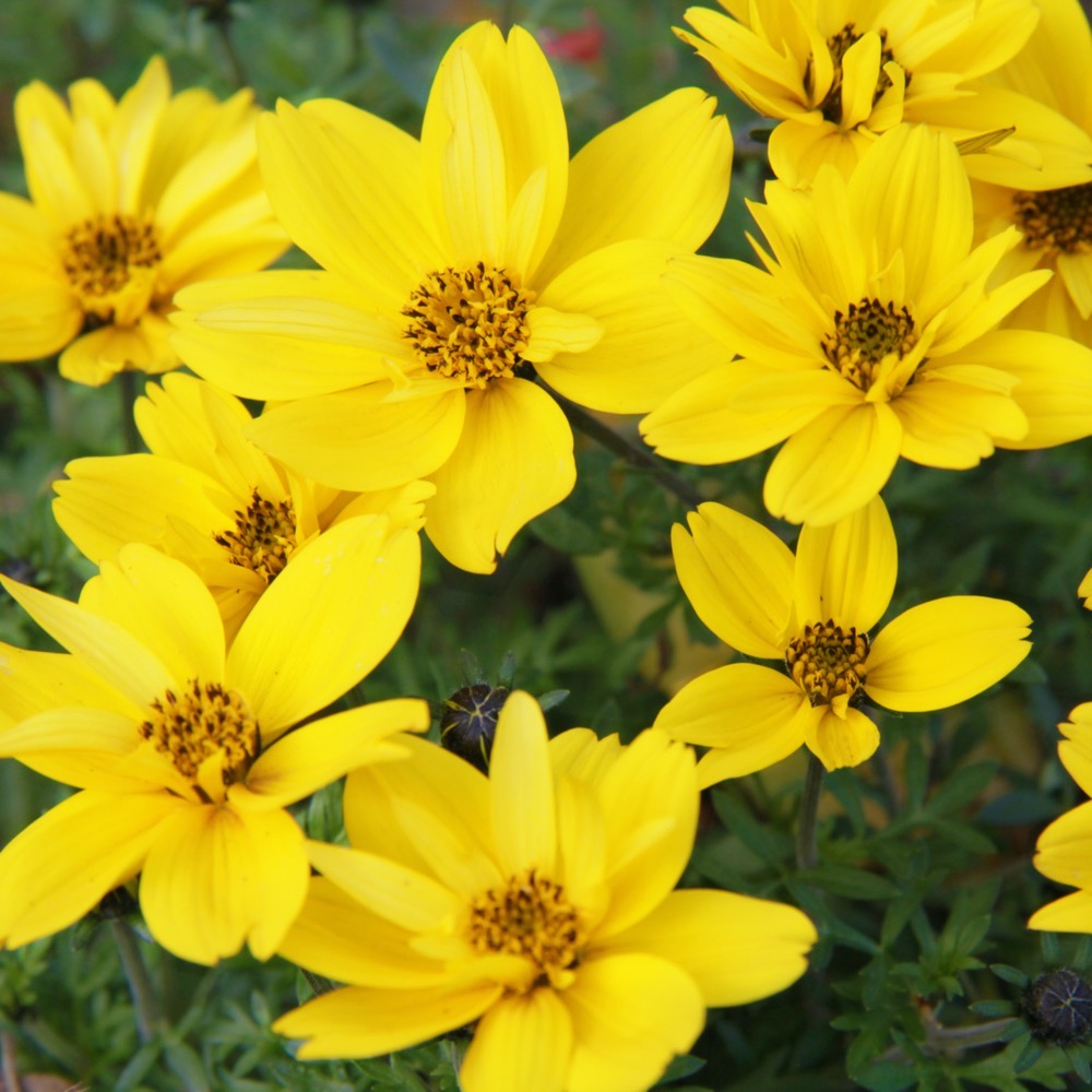 Bidens