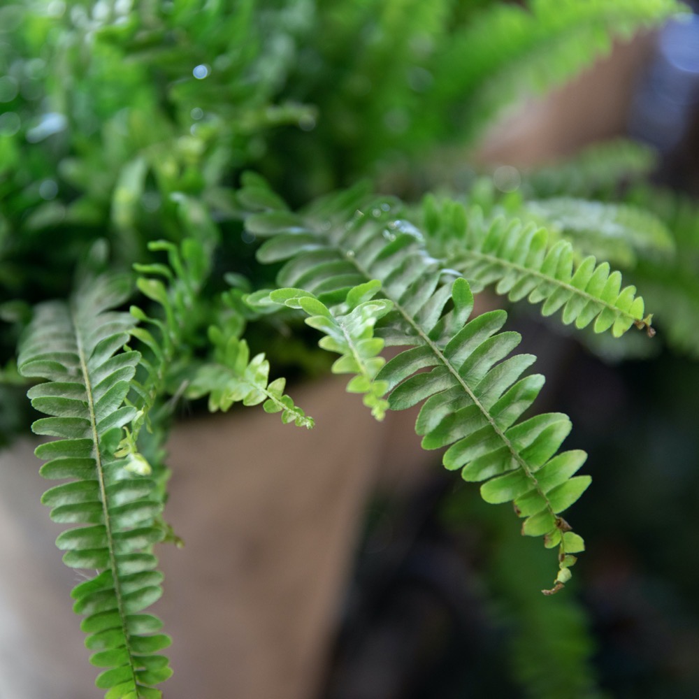Boston Fern 10" HB