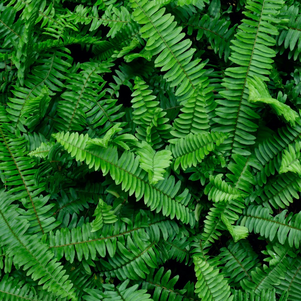 Boston Fern 10" HB - Image 2