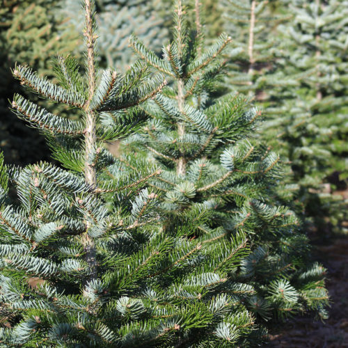Christmas Trees