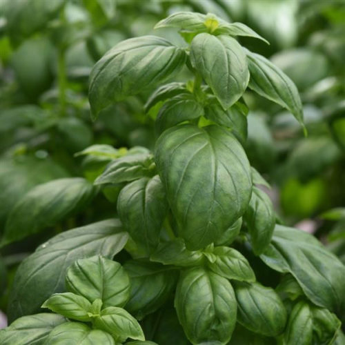 Organic Herb Seeds