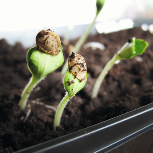 Seeds