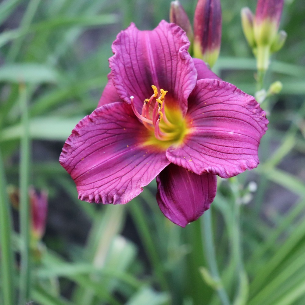 Daylily; Hemerocallis - Purple D'Oro
