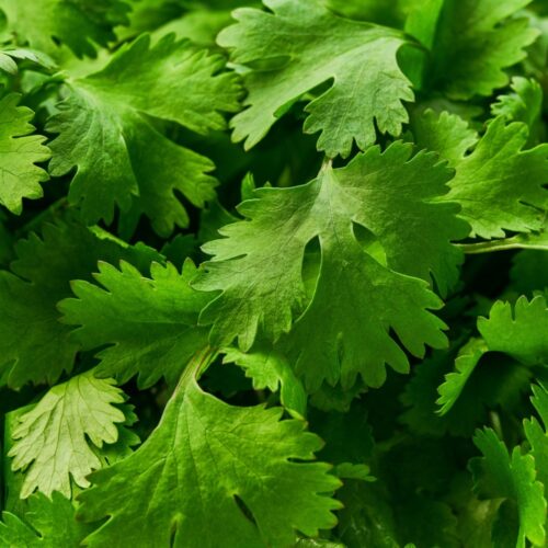 Herb Seeds