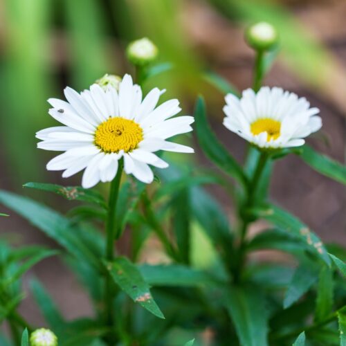 Perennial Seeds