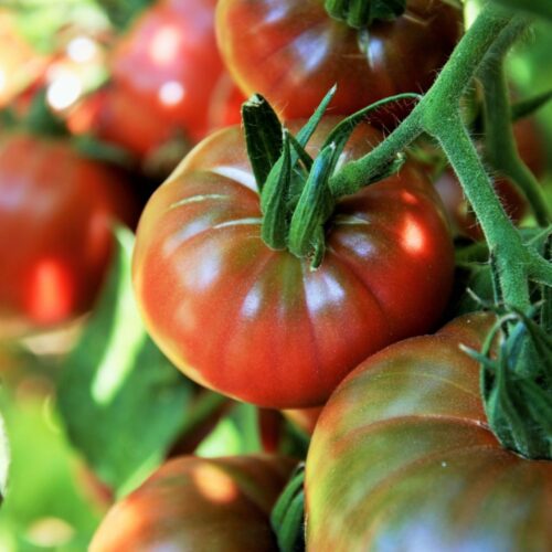 Vegetable Seeds