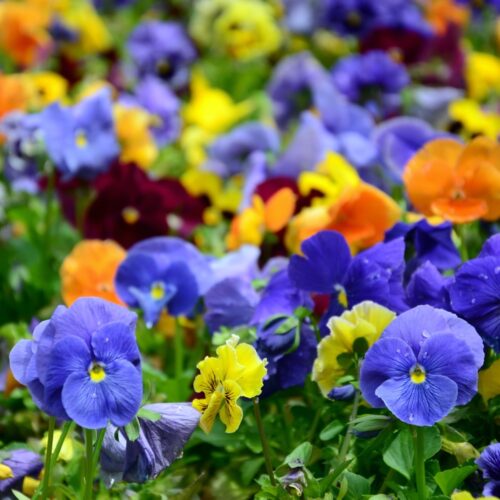 Annuals