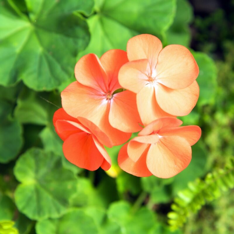 Geranium - Lake of Bays Garden Centre