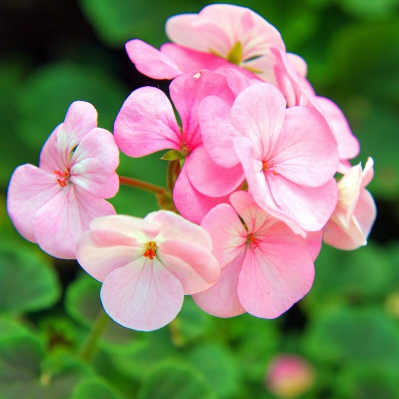 Geranium - Lake of Bays Garden Centre