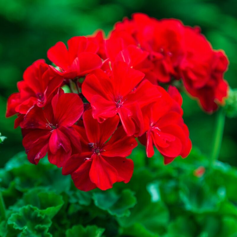 Geranium - Lake of Bays Garden Centre