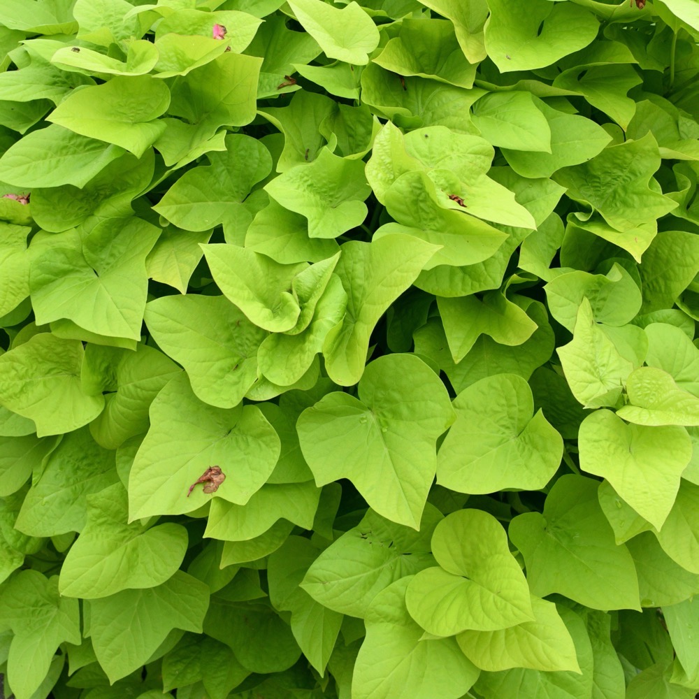Sweet Potato Vine