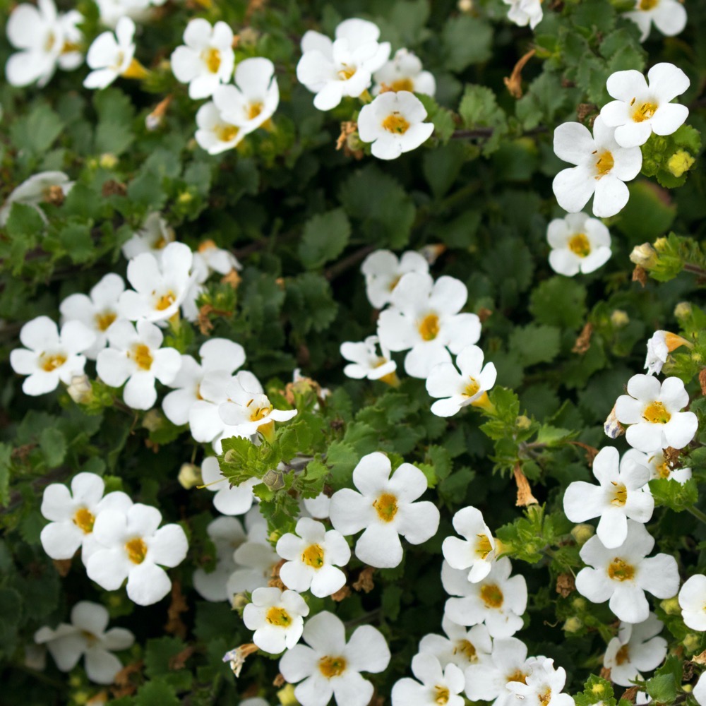 Bacopa; Megacopa White