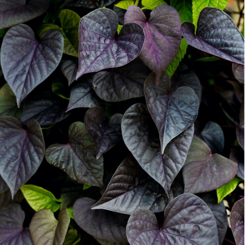 Black Potato Vine
