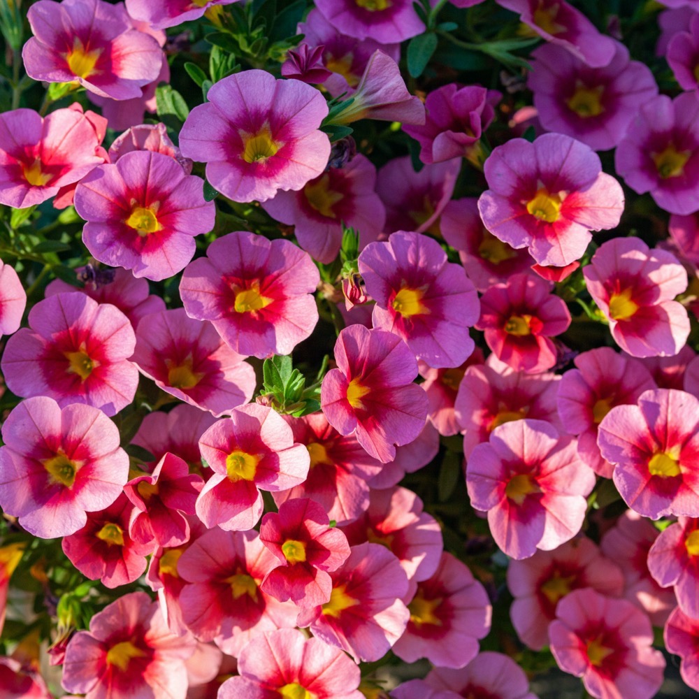 Calibrachoa - Image 2
