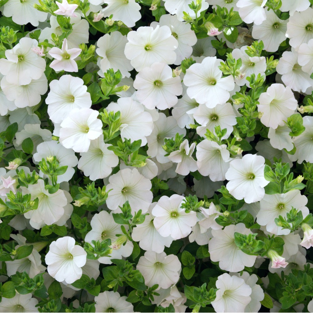Calibrachoa