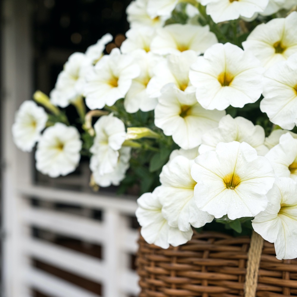 Calibrachoa - Image 5