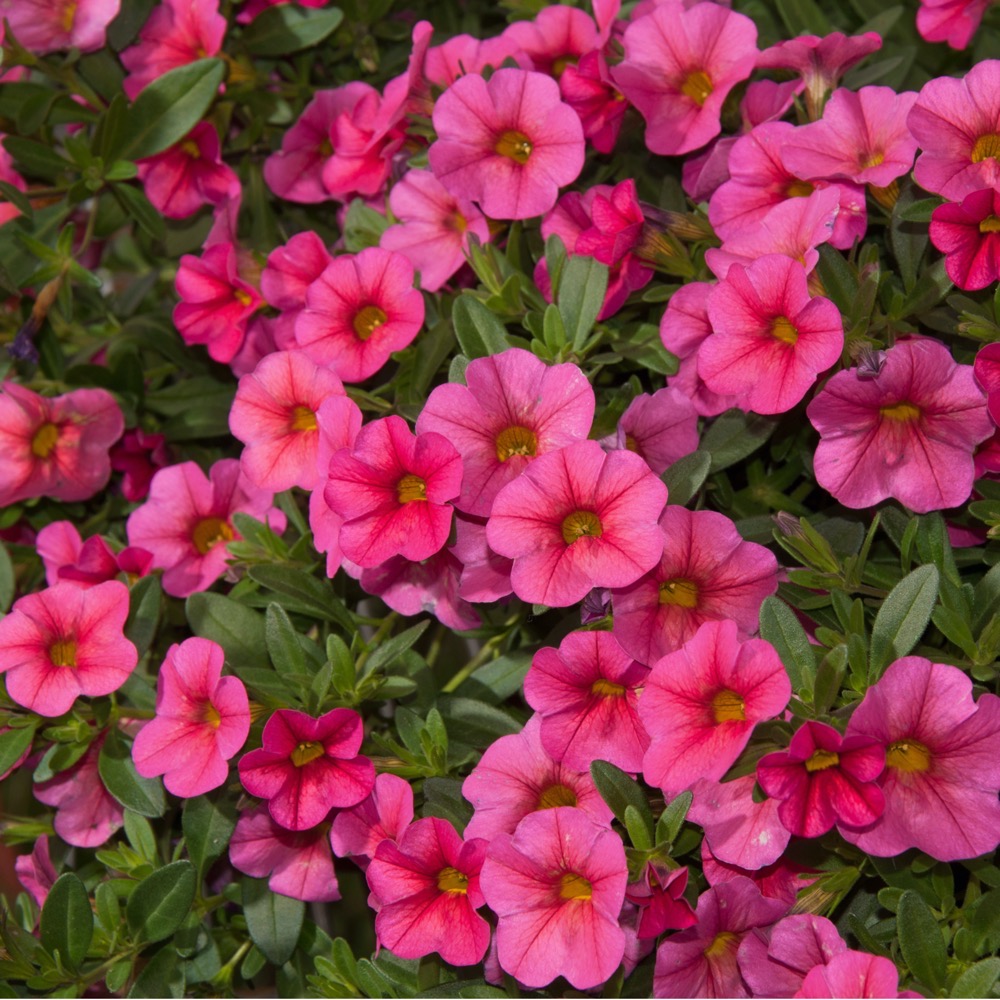Calibrachoa - Image 4