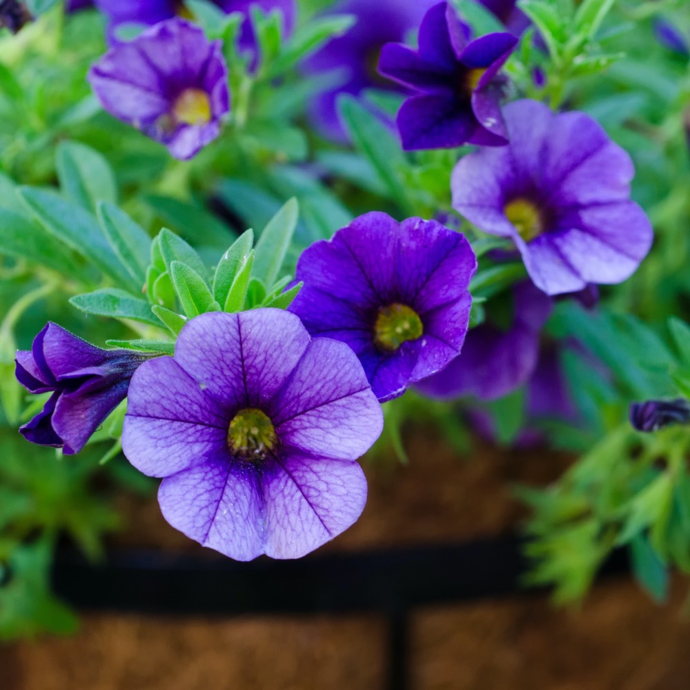 Calibrachoa - Image 3