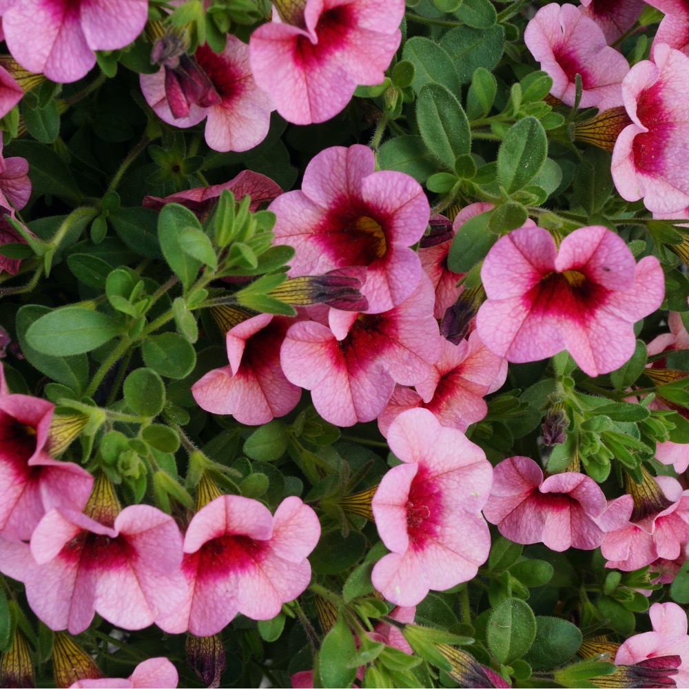 Calibrachoa - Image 6