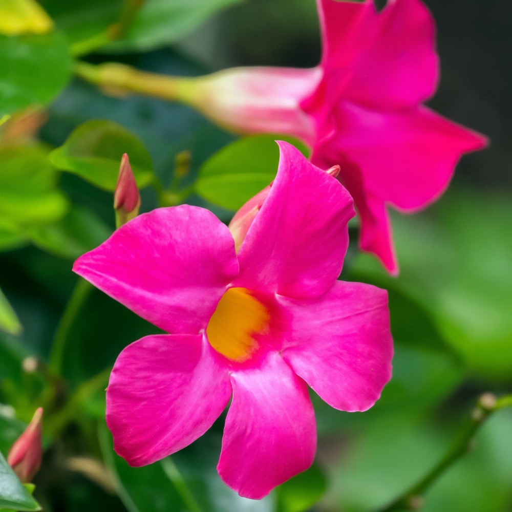 Dipladenia