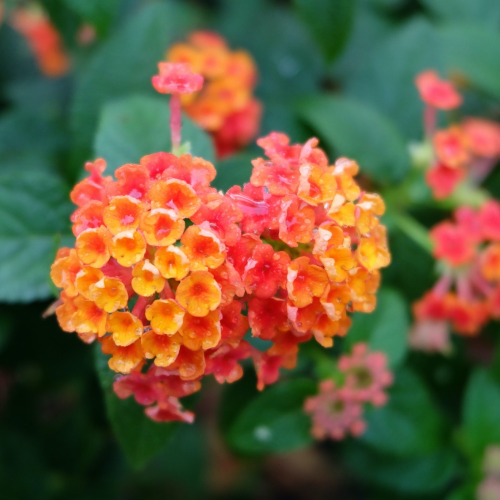 Lantana - Image 2