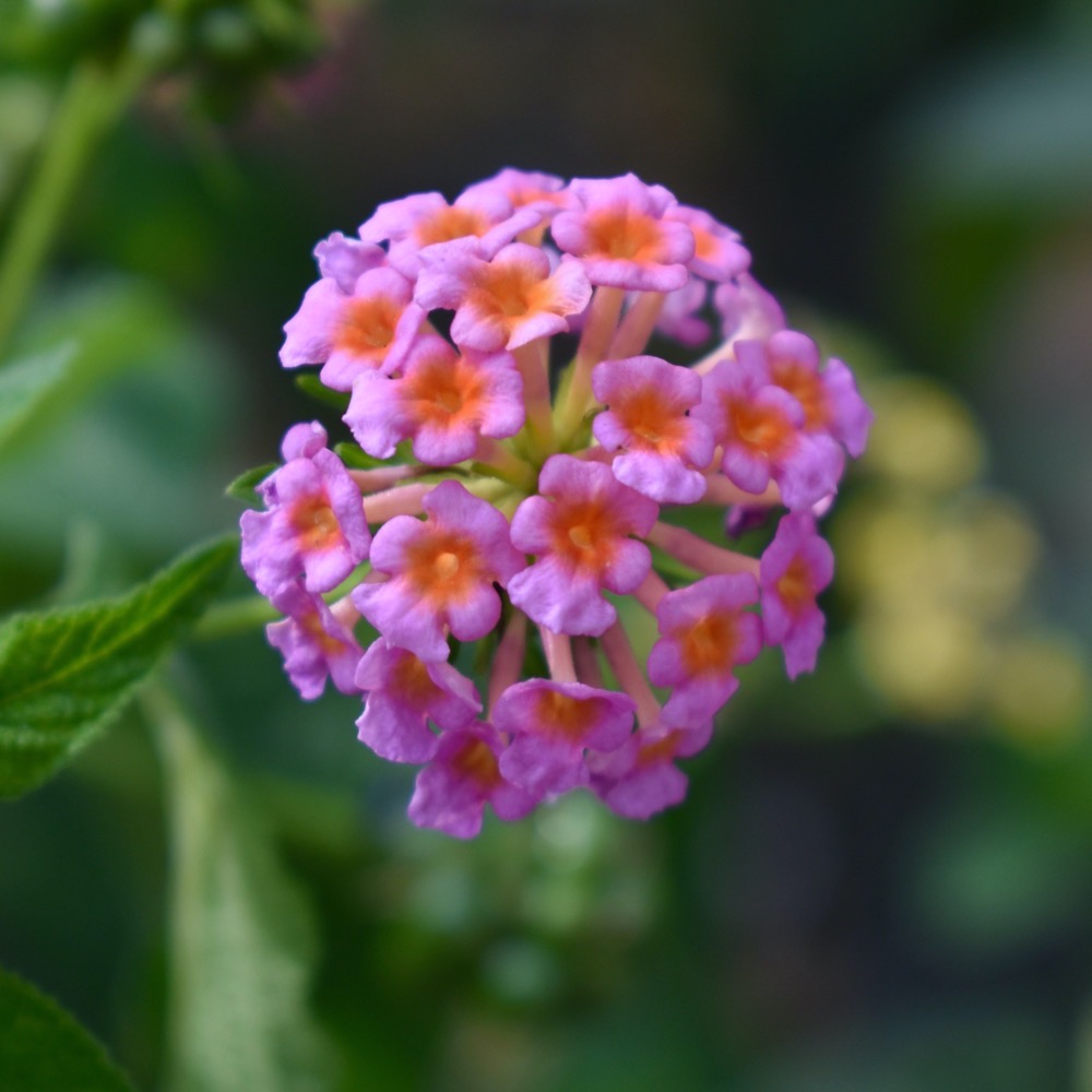 Lantana - Image 3