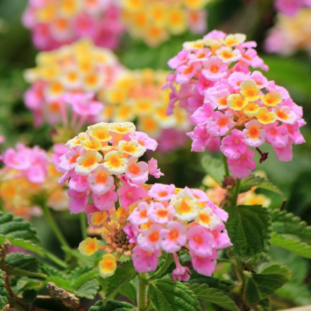 Lantana