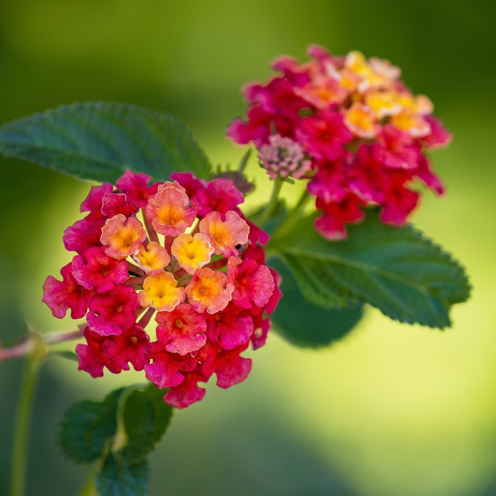 Lantana - Image 4