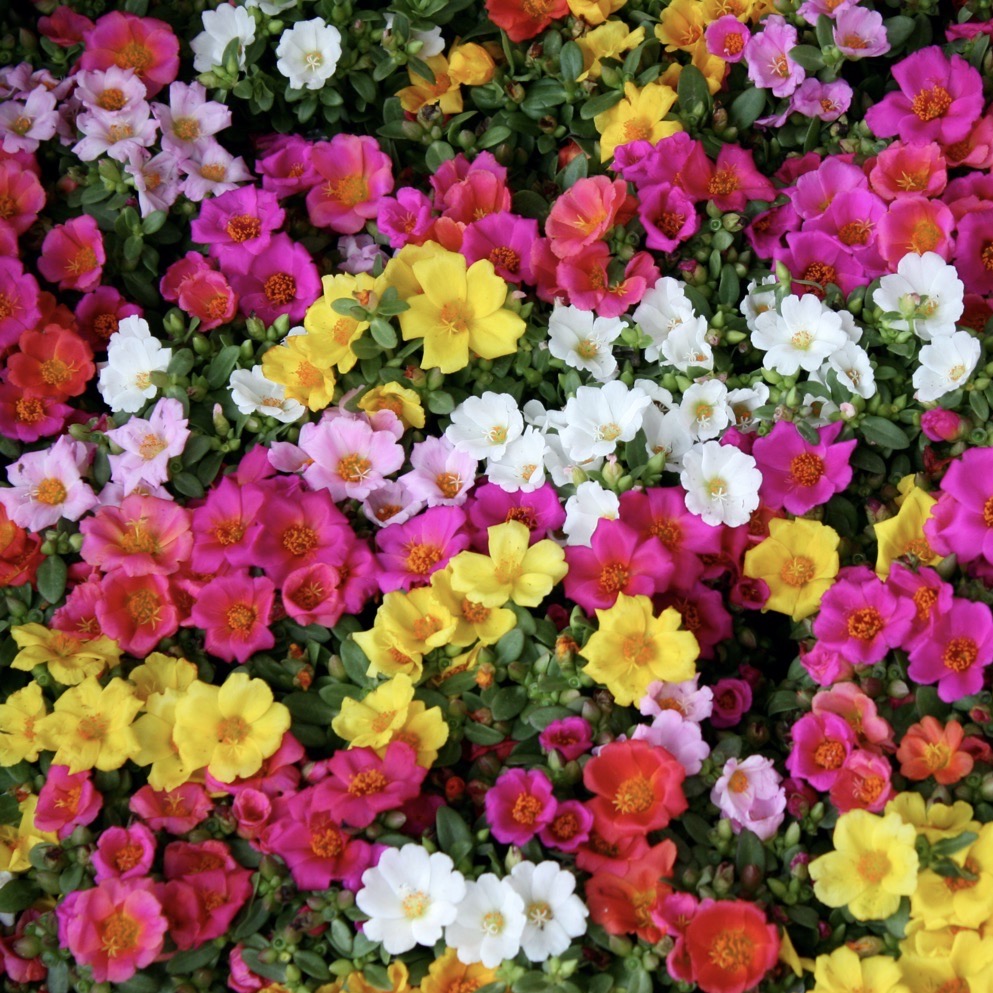 Portulaca