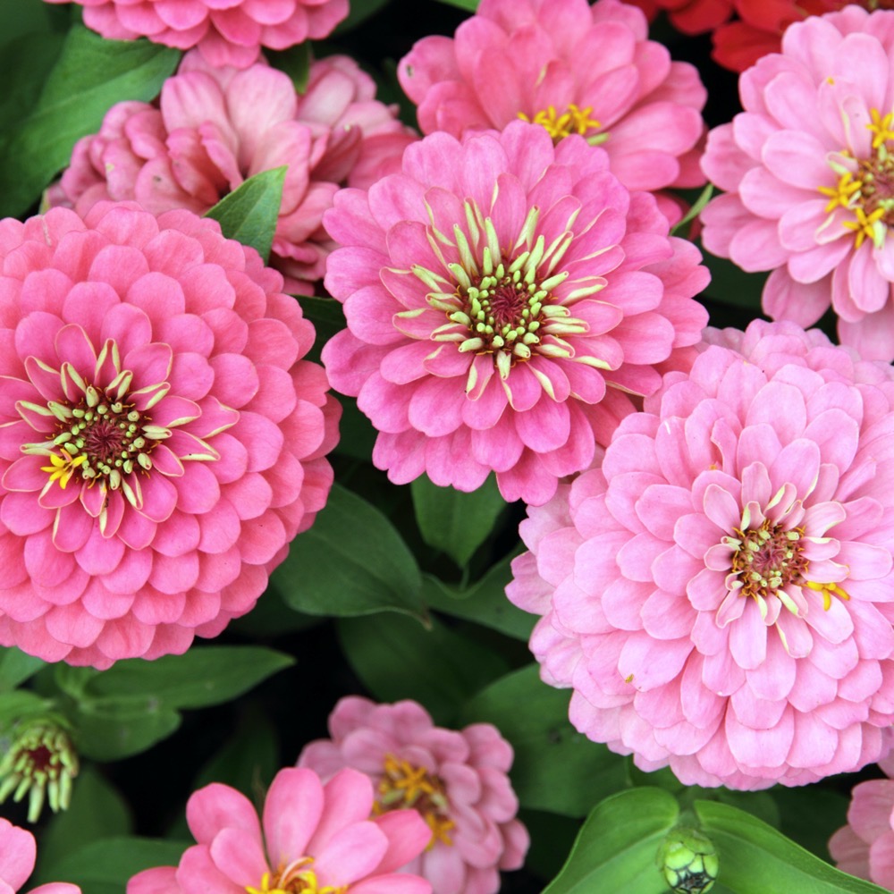 Zinnia