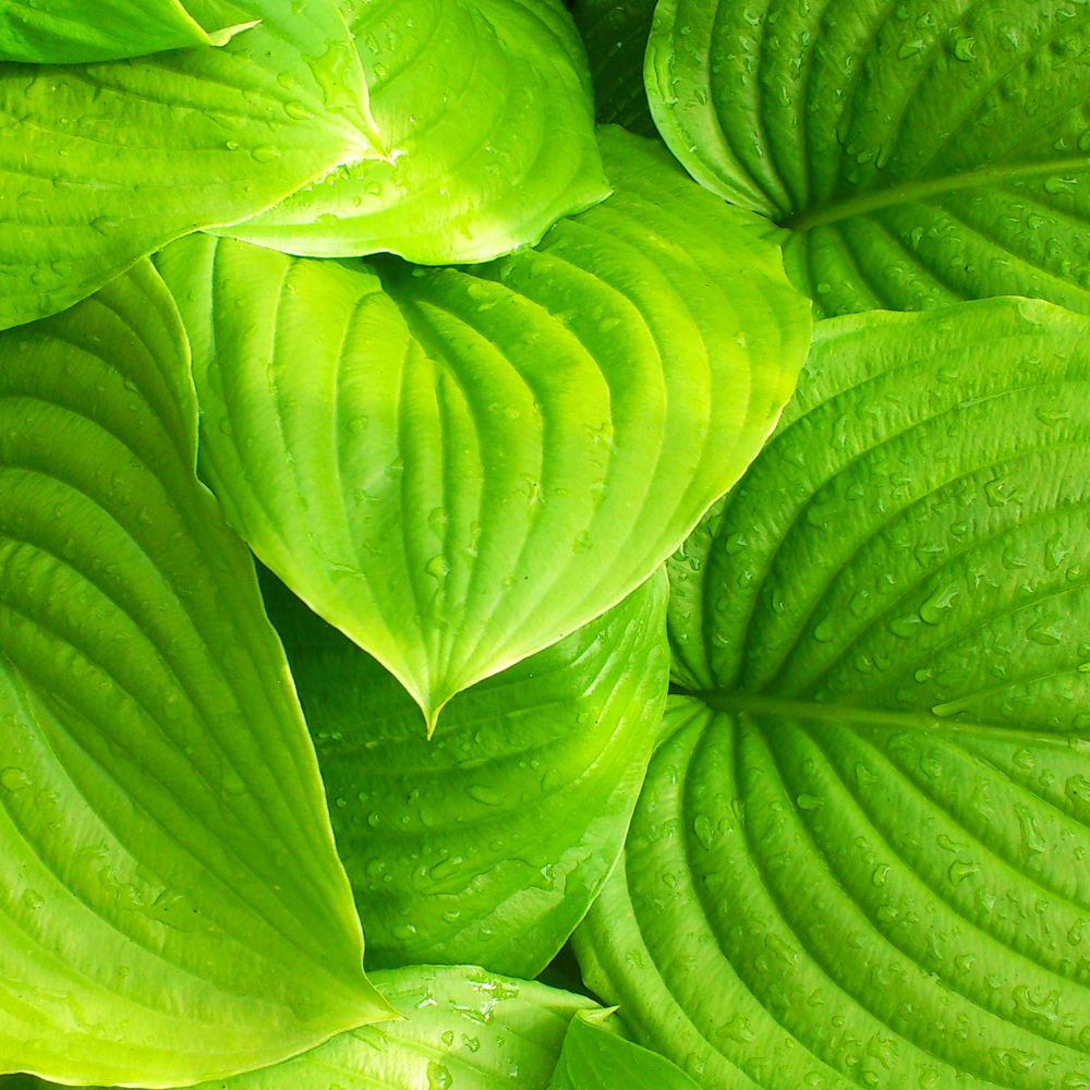 Hosta 'Banana Kid'