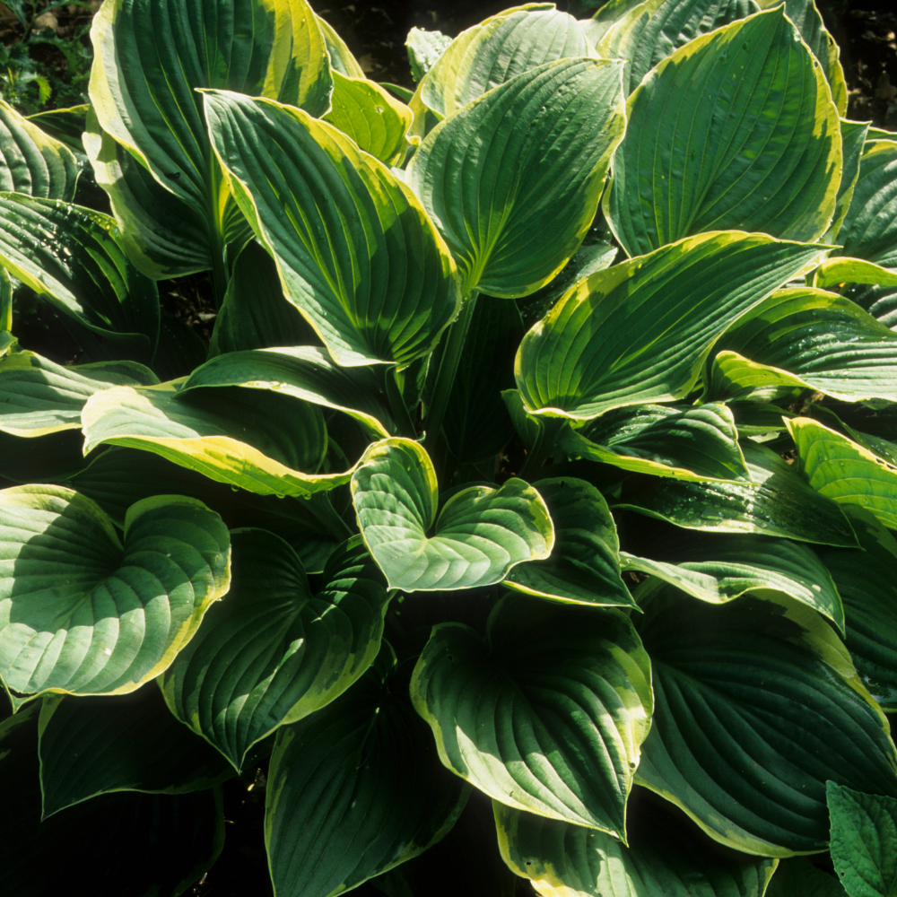 Hosta 'Bobcat'