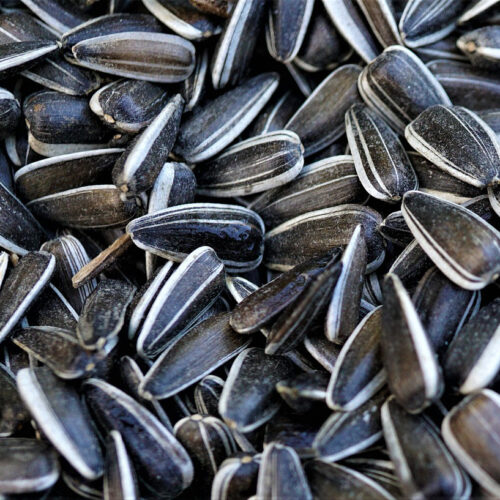 Bird Seed