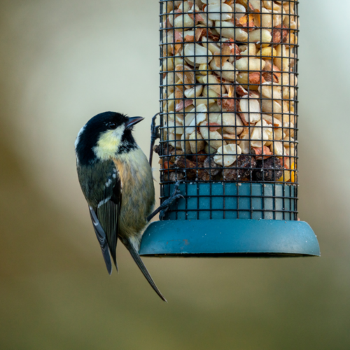 Feeders