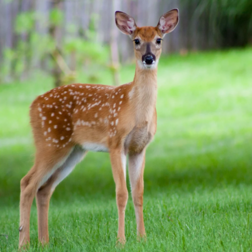 Deer Feed
